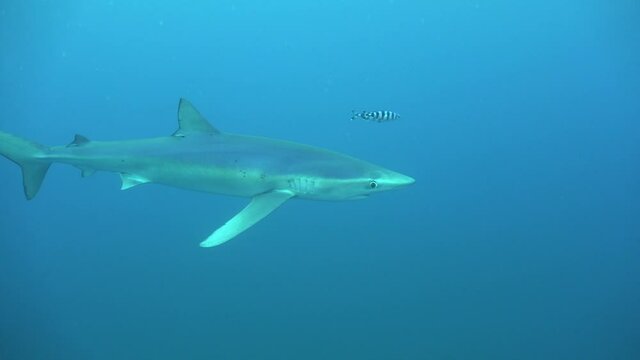 Blue shark in full view passing in front of the camera accompanied by two pilot fishes