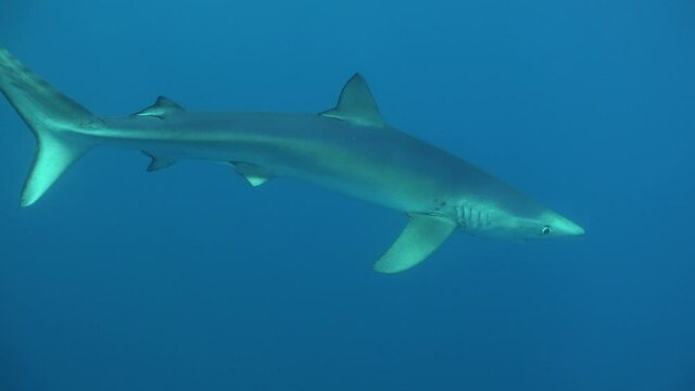 Blue shark passing close to the camera with diver in the background and surrounding the bait box