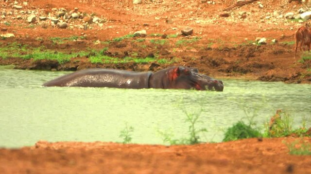A Hippo opens his mouth wide in Africa