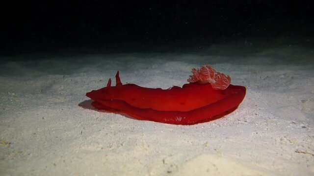 Sea slug Spanish dancer on the sandy bottom. Mesmerizing dance of a Spanish dancer on a night dive.