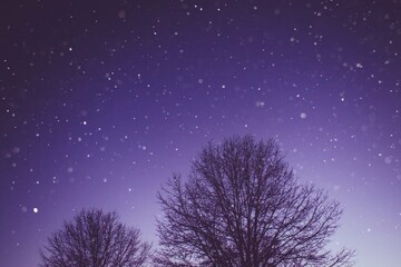 Silhouette of winter bare tree, with purple gradient sky and snowflakes. 