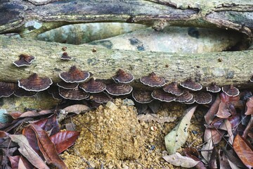 Rows of wild mushroom conks growing on a dead tree branch in rural Southeast Asia