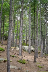 Tall trees in the Black Hills, South Dakota