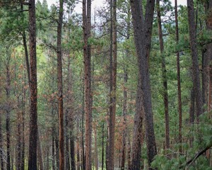 Tall trees in the Black Hills, South Dakota