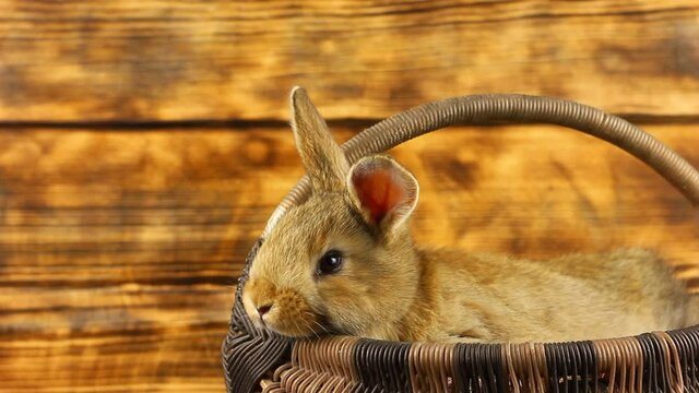 a small beautiful fluffy brown rabbit sits in a wicker basket and looks out of it, wiggling its ears on a scorched adorned background, close-up. Easter bunny for religious spring holiday