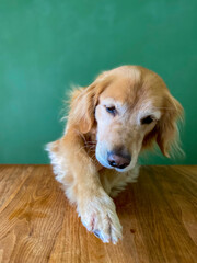 テーブルと犬（大型犬）