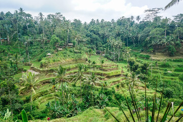 Beautiful rice terraces in Bali island