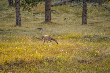 Naklejka na ściany i meble Deer in the Black Hills in South Dakota