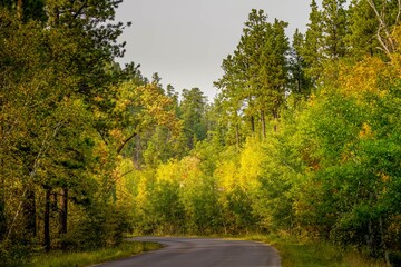 Obraz premium Autumn colored trees in the Black Hills in South Dakota