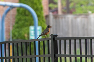 An American Robin with a worm on his beak perched on a fence.