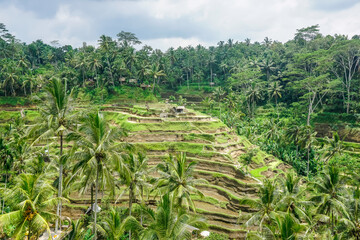 Beautiful rice terraces in Bali island