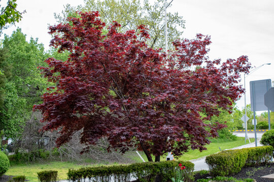 Beautiful deep burgundy bloodgood maple tree.