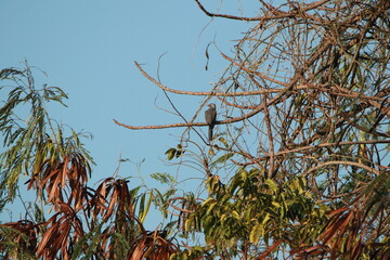 Close up small grey bird in the grass field