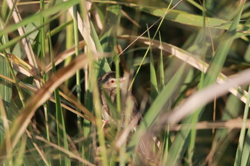 Naklejka na ściany i meble Close up small grey bird in the grass field