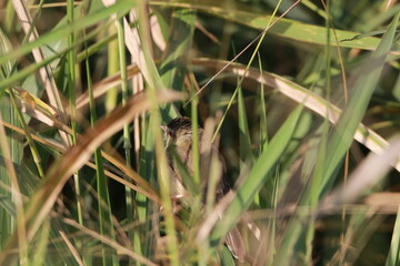 Naklejka na ściany i meble Close up small grey bird in the grass field