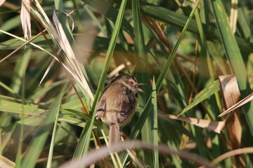 Fototapeta na wymiar Close up small grey bird in the grass field