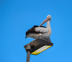 Pelican on a light post