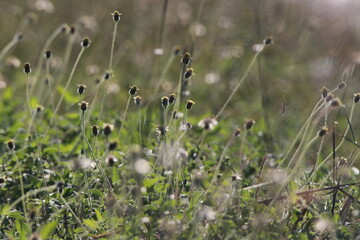 Close up flowers of grass on sunlight in the field