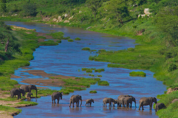 Obraz premium Elephant River Crossing