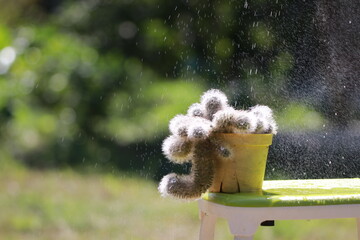 Close up small cactus on sunlight in the morning