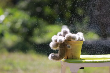 Close up small cactus on sunlight in the morning