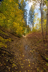 Fototapeta na wymiar Forest trail through the autumn trees