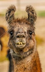 Obraz premium Llama in Badlands in South Dakota 