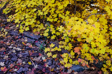 Bigtooth Maple Tree (Acer grandidentatum) leaves near the forest floor