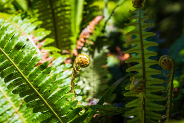 Fern frond