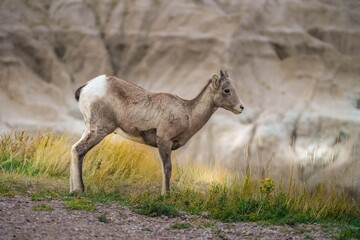 Young bighorn in South Dakota