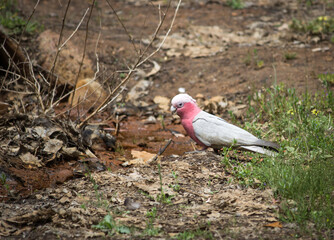 Pink & Grey Gallah