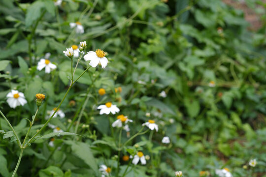Bidens pilosa is commonly named Spanish needle and black-jack.