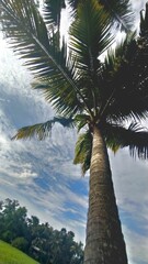 palm trees on the beach