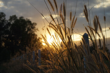 Soft focus of grass and golden light at dusk. grass flower under light of sunset background.
