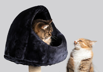 Cat confrontation or standoff. Aggression or dominant behavior. Two female cats stare at each...