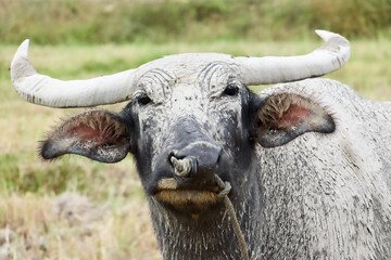 Wasserb&uuml;ffel, B&uuml;ffel in Nahaufnahme