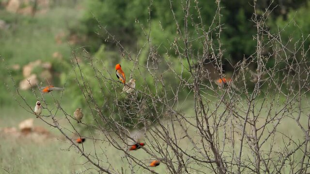 Flock of Red Bishop and Red-Billed Quelea Birds Land on Bare Branches Together