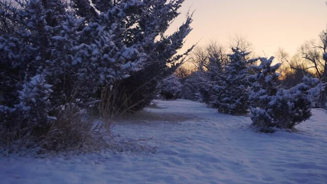 Sunset View of Snowy Trees
