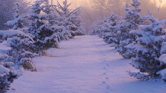Footprints in the Midst of Snowy Trees