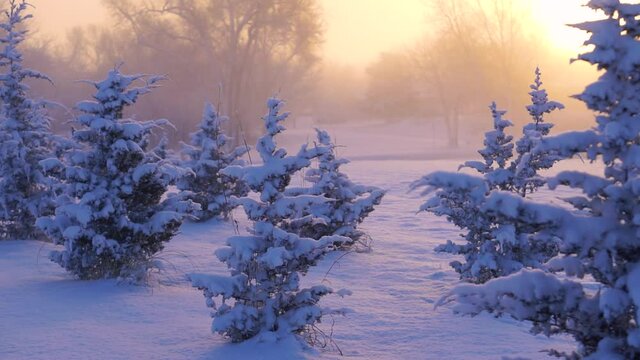 Snow Covered Trees at Sunset