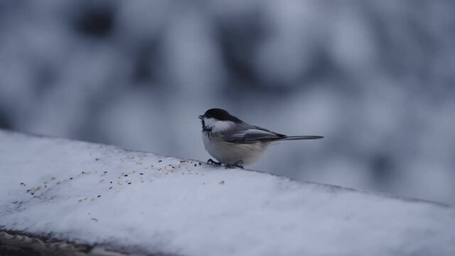 Black-capped Chickadee Perching And Feeding Seeds On Snowy Surface In Winter - selective focus