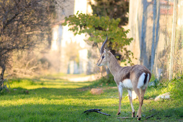 Palestine mountain gazelle stands, against a blurred background. In the Deer Valley Nature Reserve, Jerusalem.