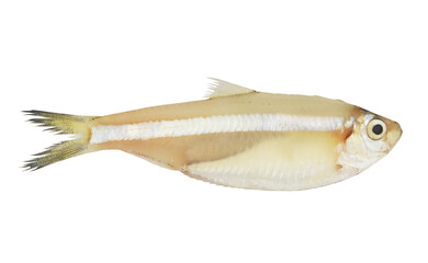 Fresh white sardine fish isolated on white background, Escualosa thoracata