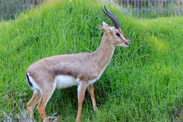 Palestine mountain gazelle stands, against a blurred background. In the Deer Valley Nature Reserve, Jerusalem.