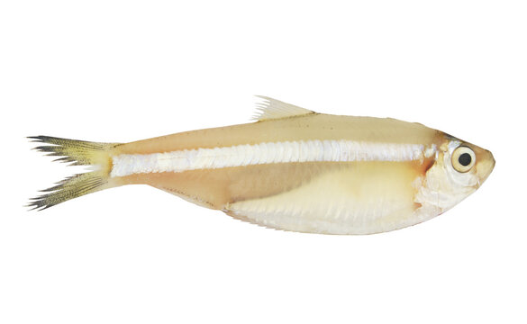 Fresh white sardine fish isolated on white background, Escualosa thoracata
