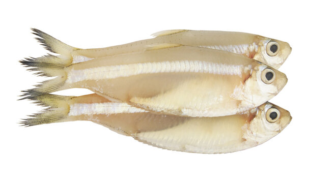 White sardine fish isolated on white background, Escualosa thoracata