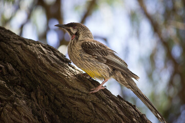 Bird