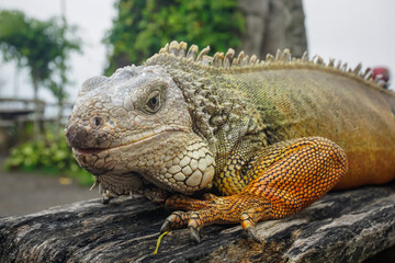 Fototapeta premium Large lizard lies on a tree