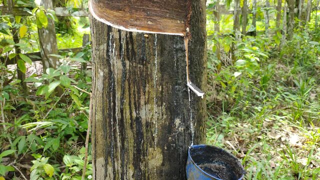 Rubber trees are tapped, releasing a white sap