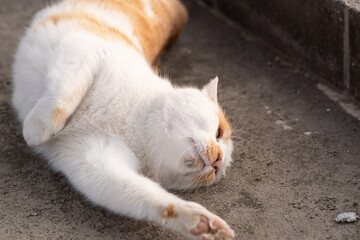 寝転がる猫　茶白猫